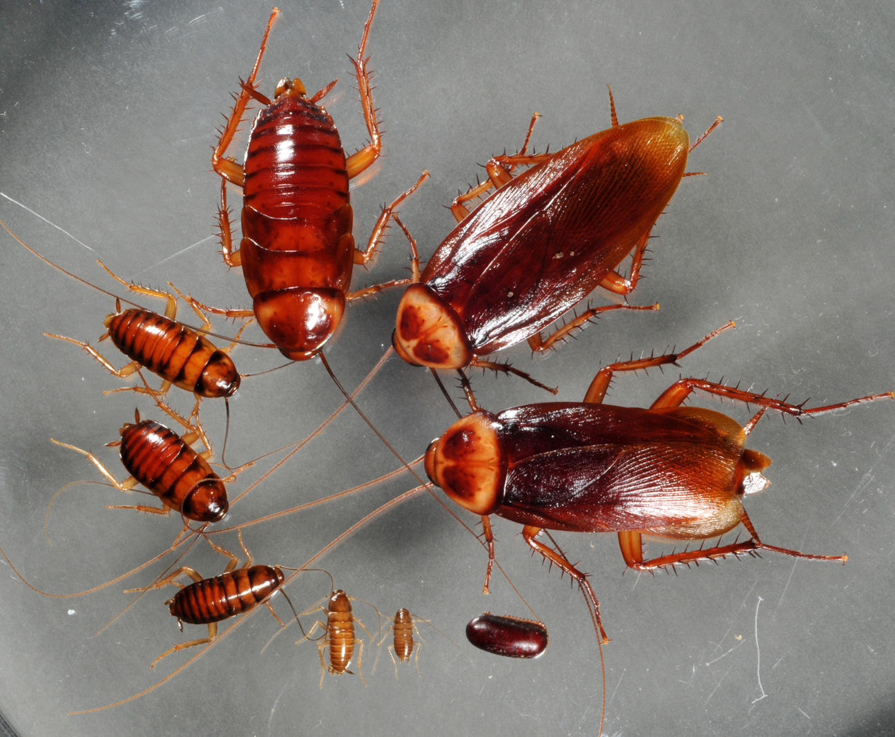 cockroaches