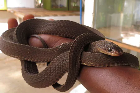 snake