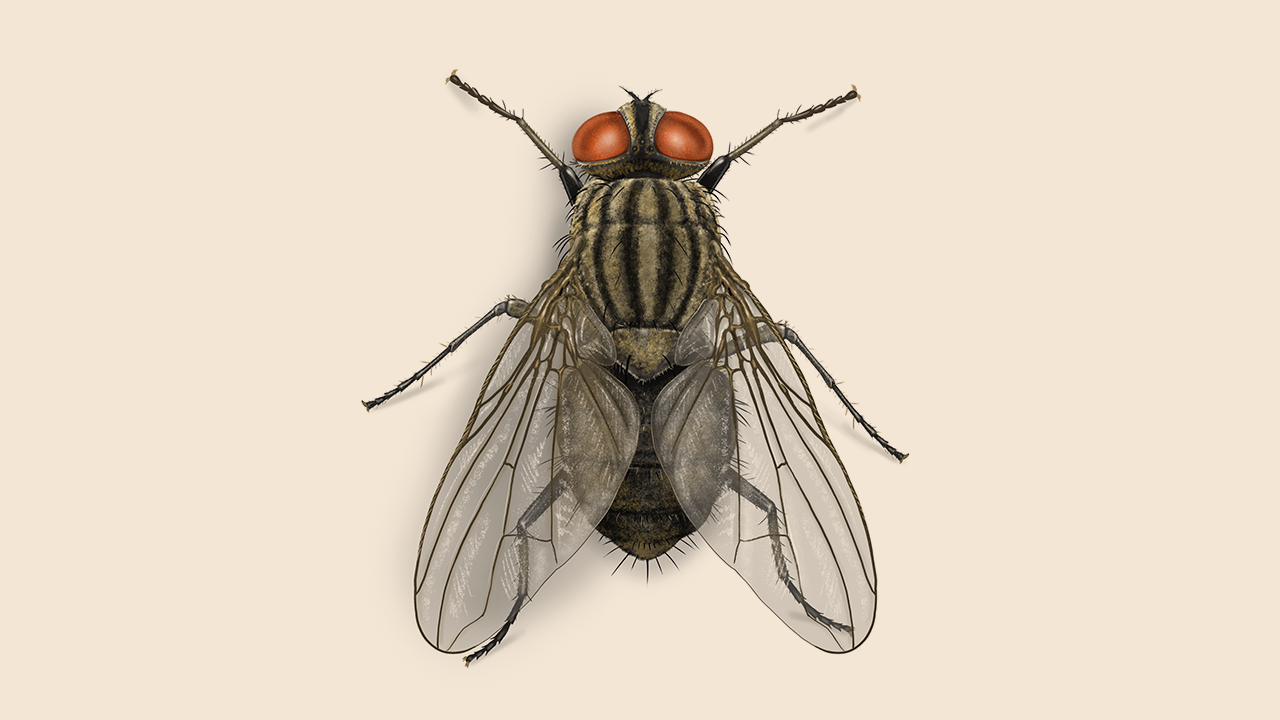 house fly