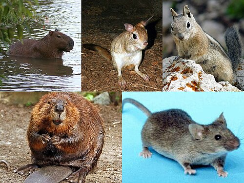 Rodents