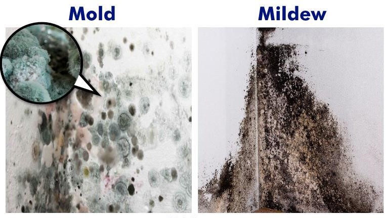 Mold