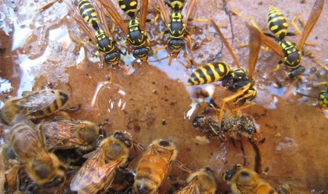 wasp n bees